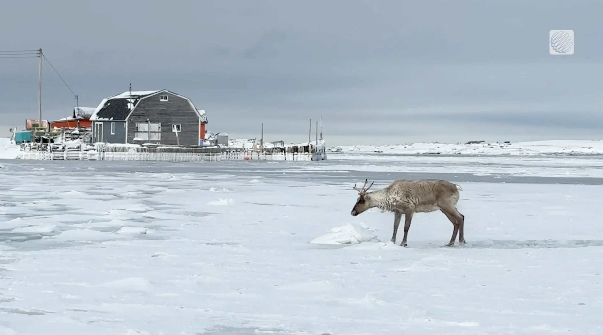 Provided - Brendon Gould: Caribou ice rescue, Newfoundland  4