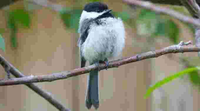 Black-capped chickadee/Submitted via CBC