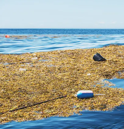 What sits at the bottom of the Bay of Fundy? Nearly 2 million pieces of litter
