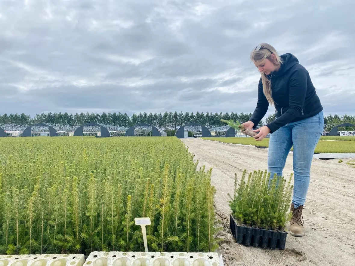 (CBC) Stéphane Boucher nursery