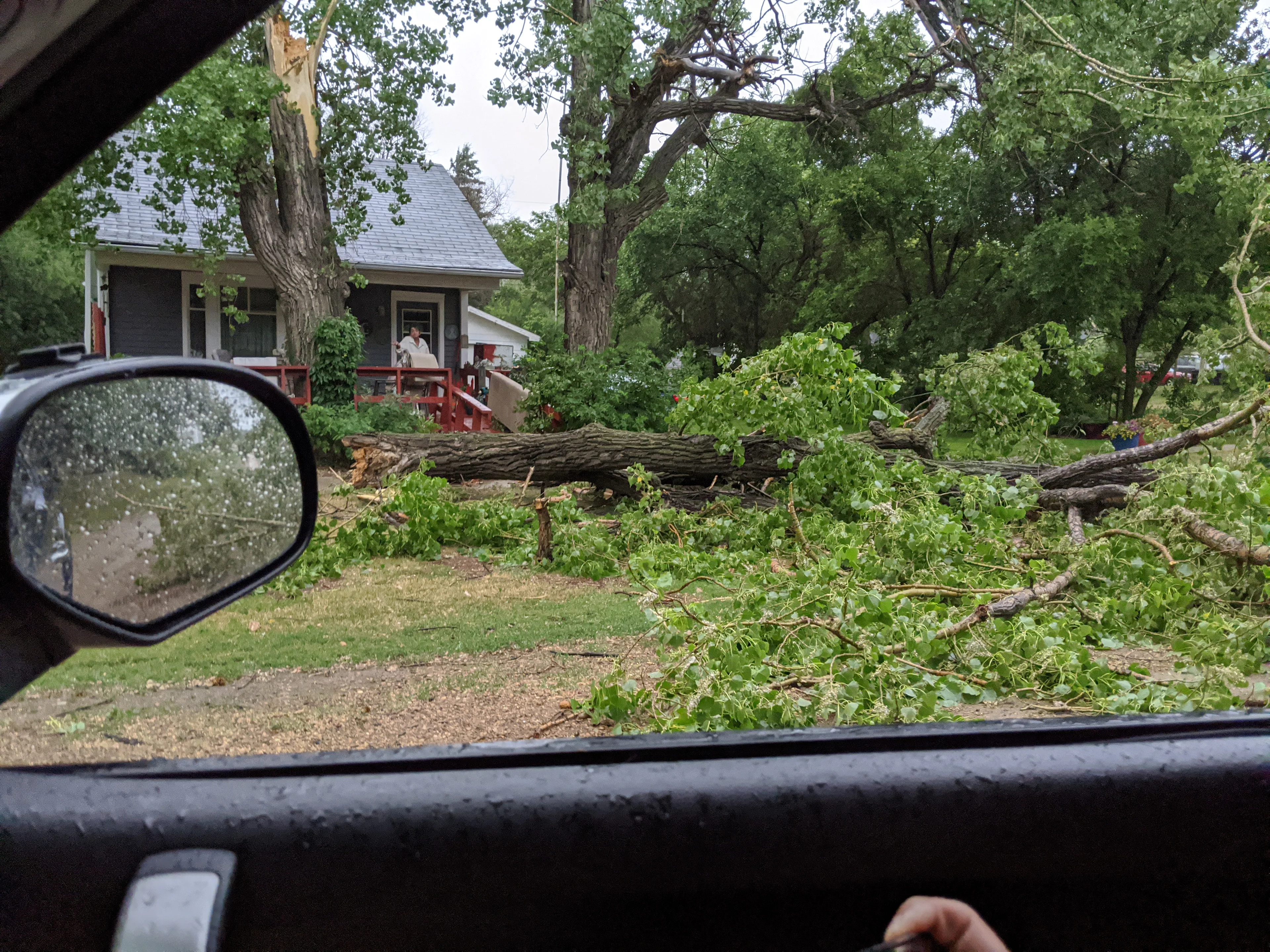 Downed tree sask