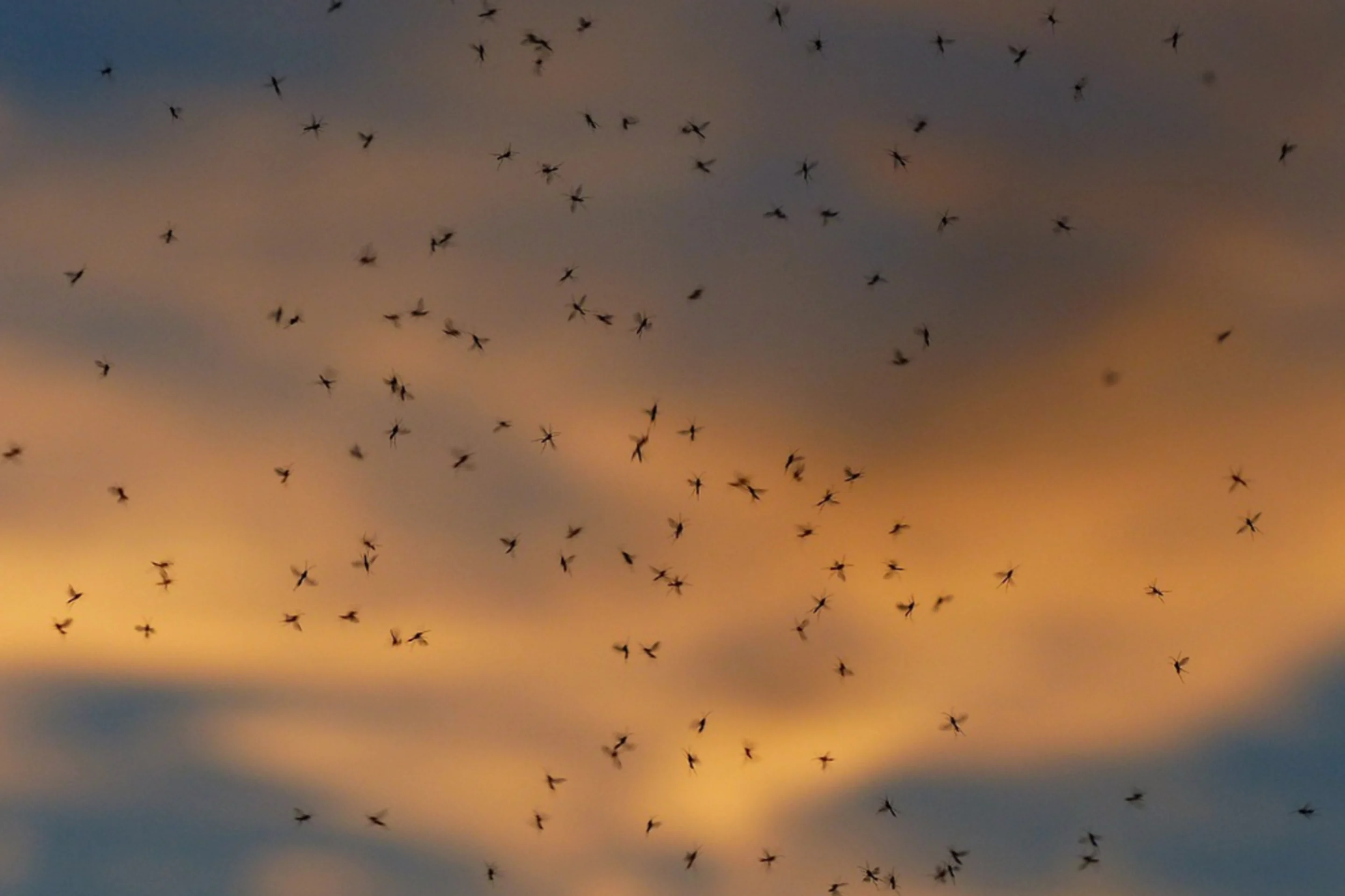 Les moustiques se réjouissent du retour d’El Niño