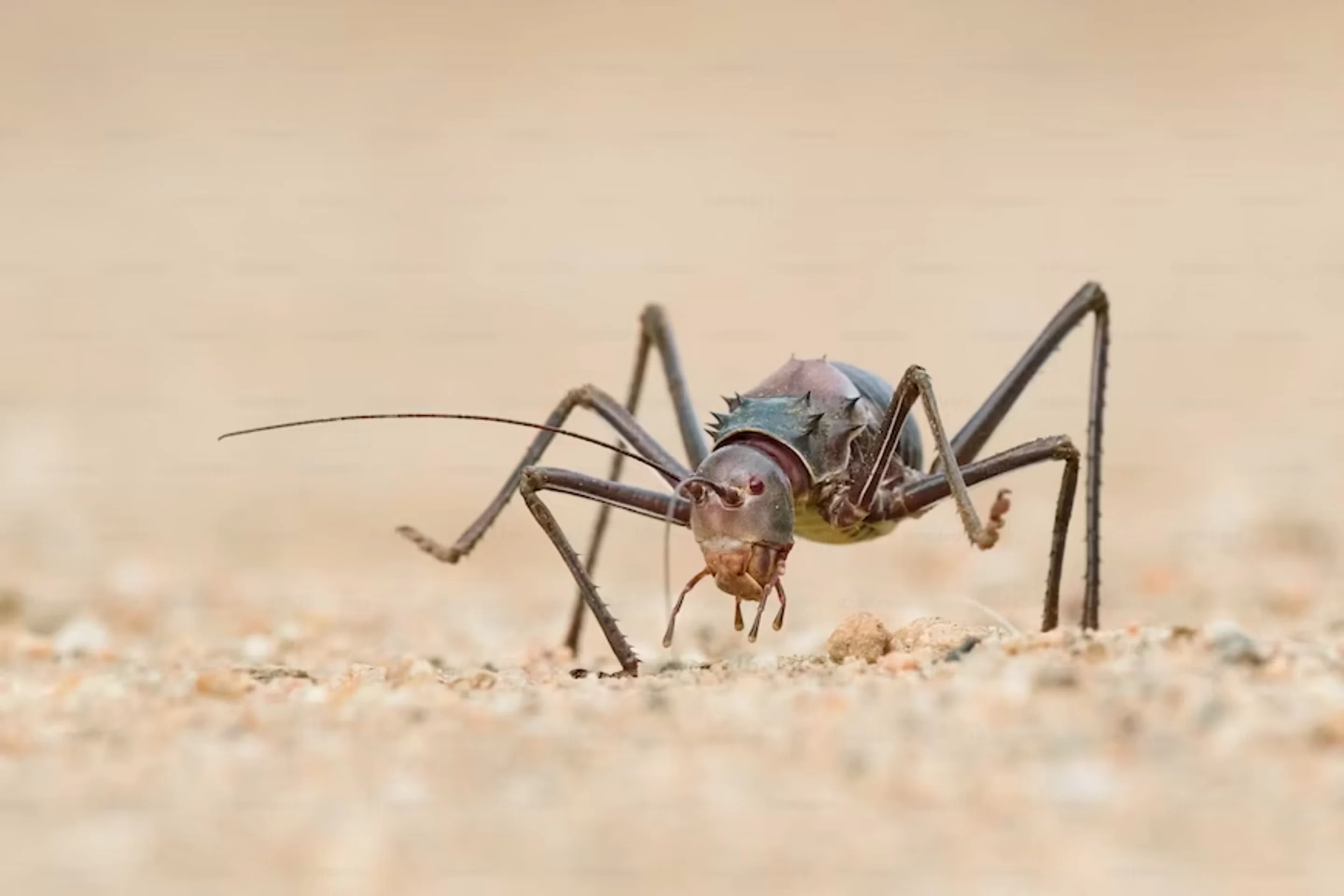 Si les insectes vous effraient, ne lisez pas ceci. 