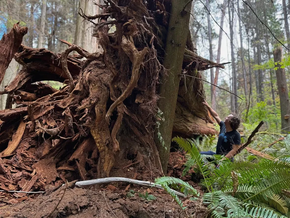 CBC: Local tour guide Colin Spratt stands next to the fallen tree in Stanley Park on Monday. (Cali McTavish/CBC)