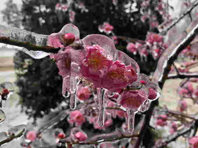 Cold/ice in Texas//USA Today Network via REUTERS