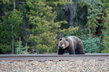 Officials: Derailed Banff train may attract hungry grizzlies
