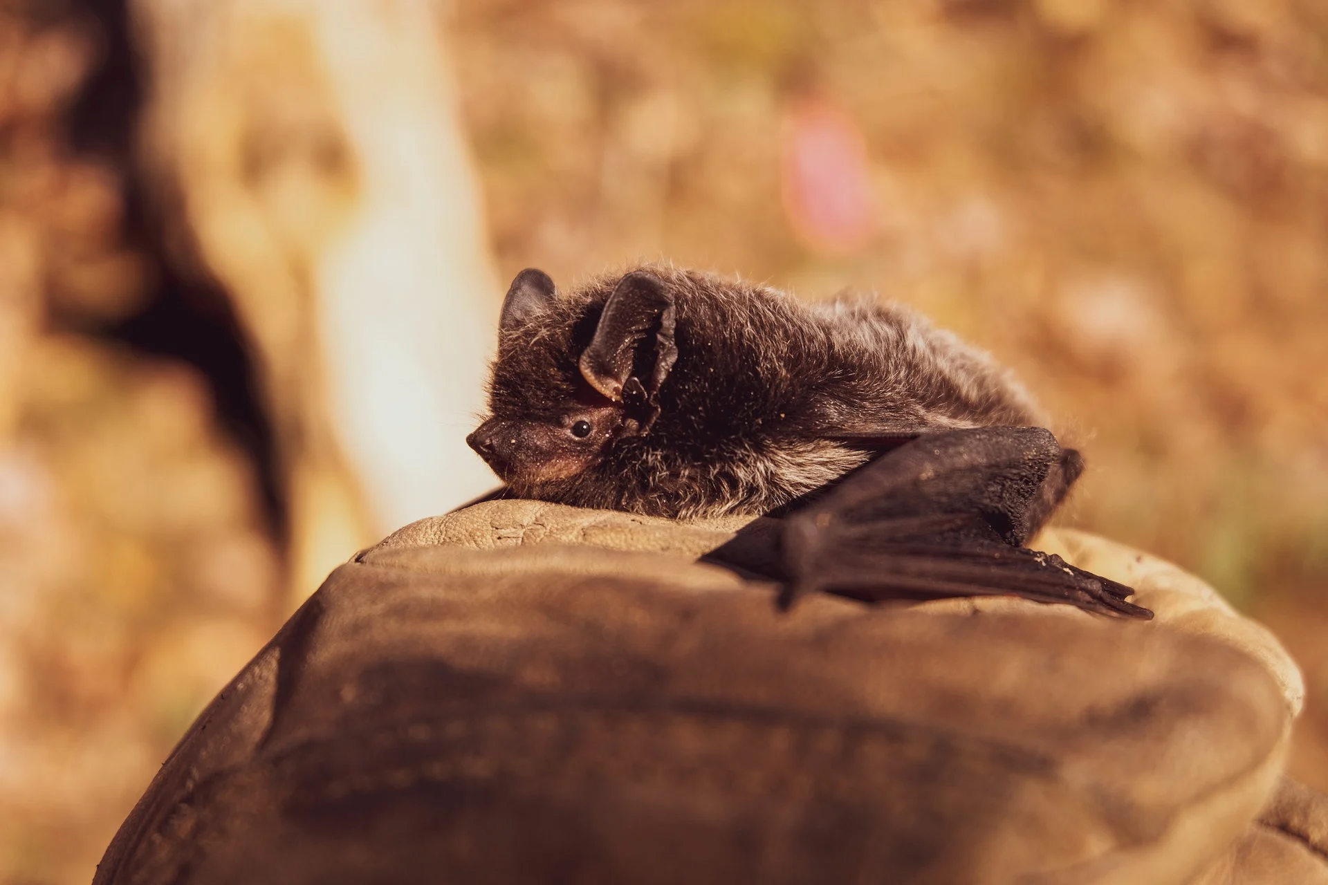 Bat/Pexels/HitchHike