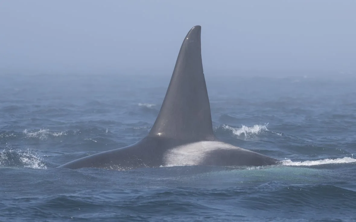 bigg-s-orca-t251/Mollie Naccarato/PWWA via CBC