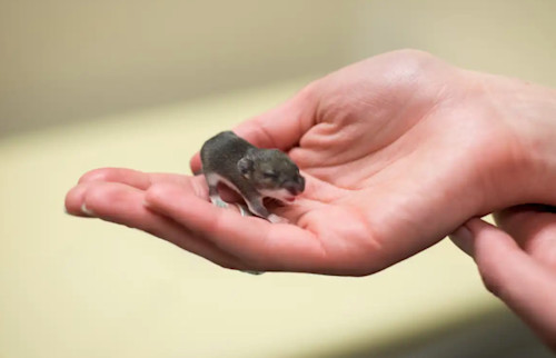 The Weather Network Baby mice ‘shut down’ to survive extreme cold