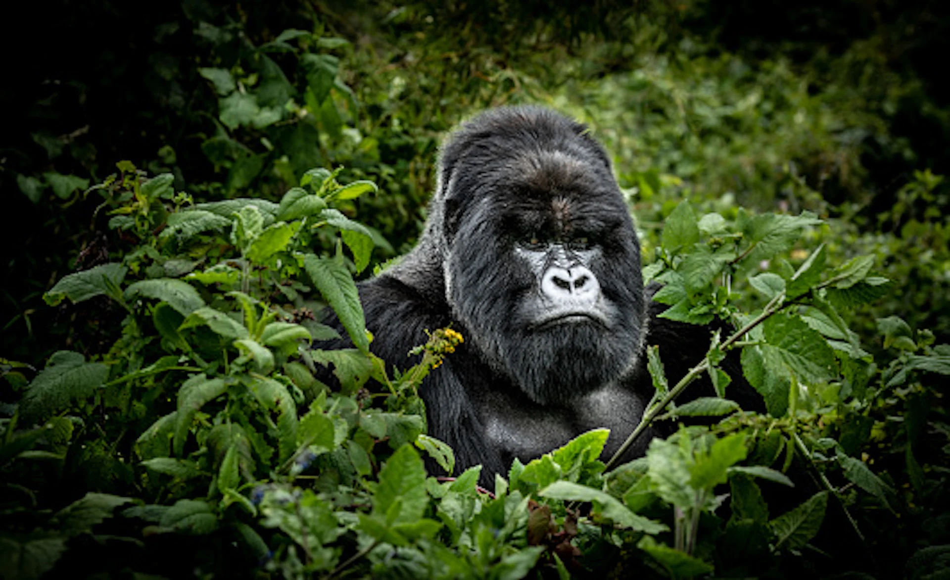 Climate change could cause 'generational trauma' in great apes