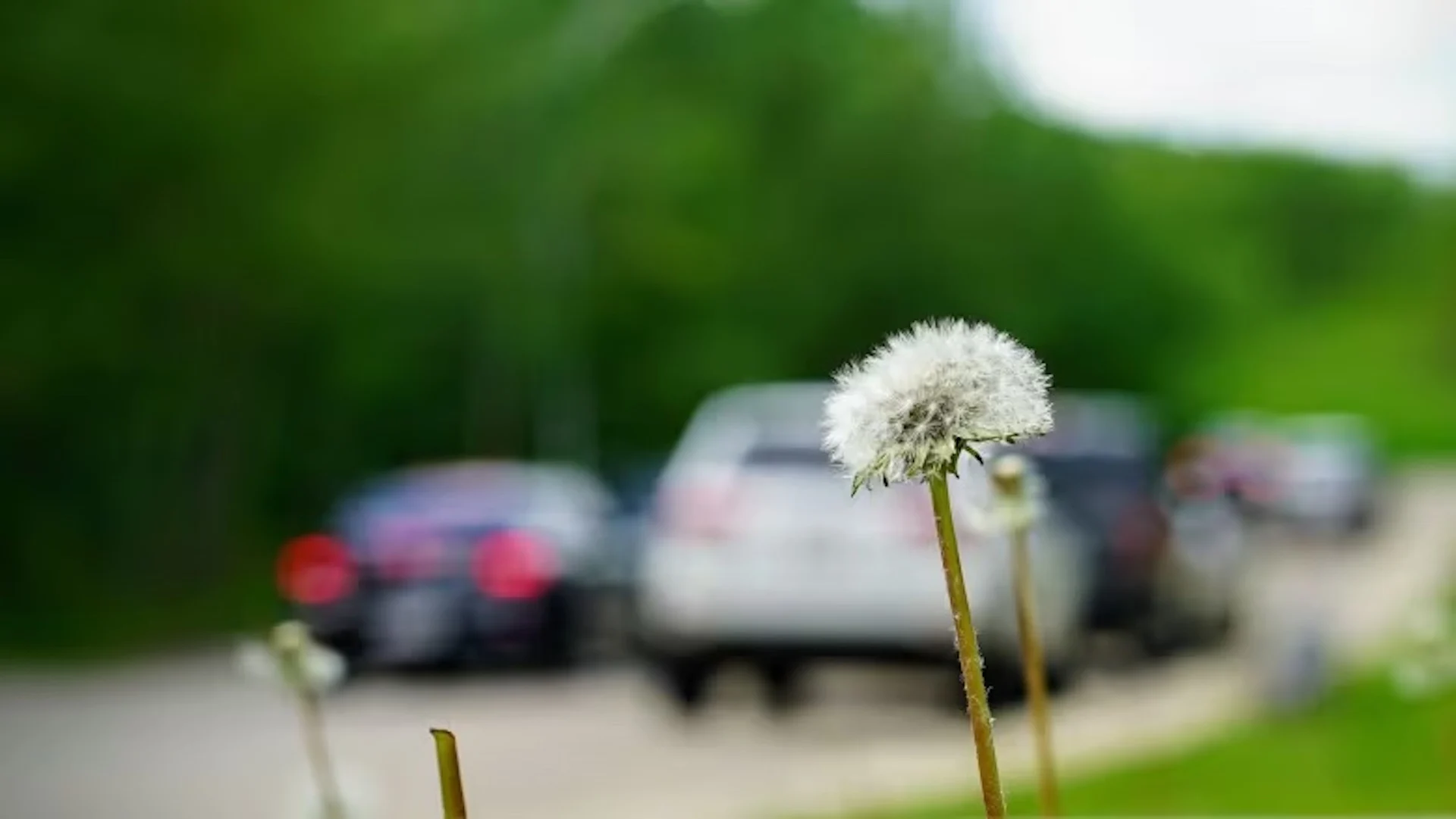 PHOTO allergies tondeuse 5