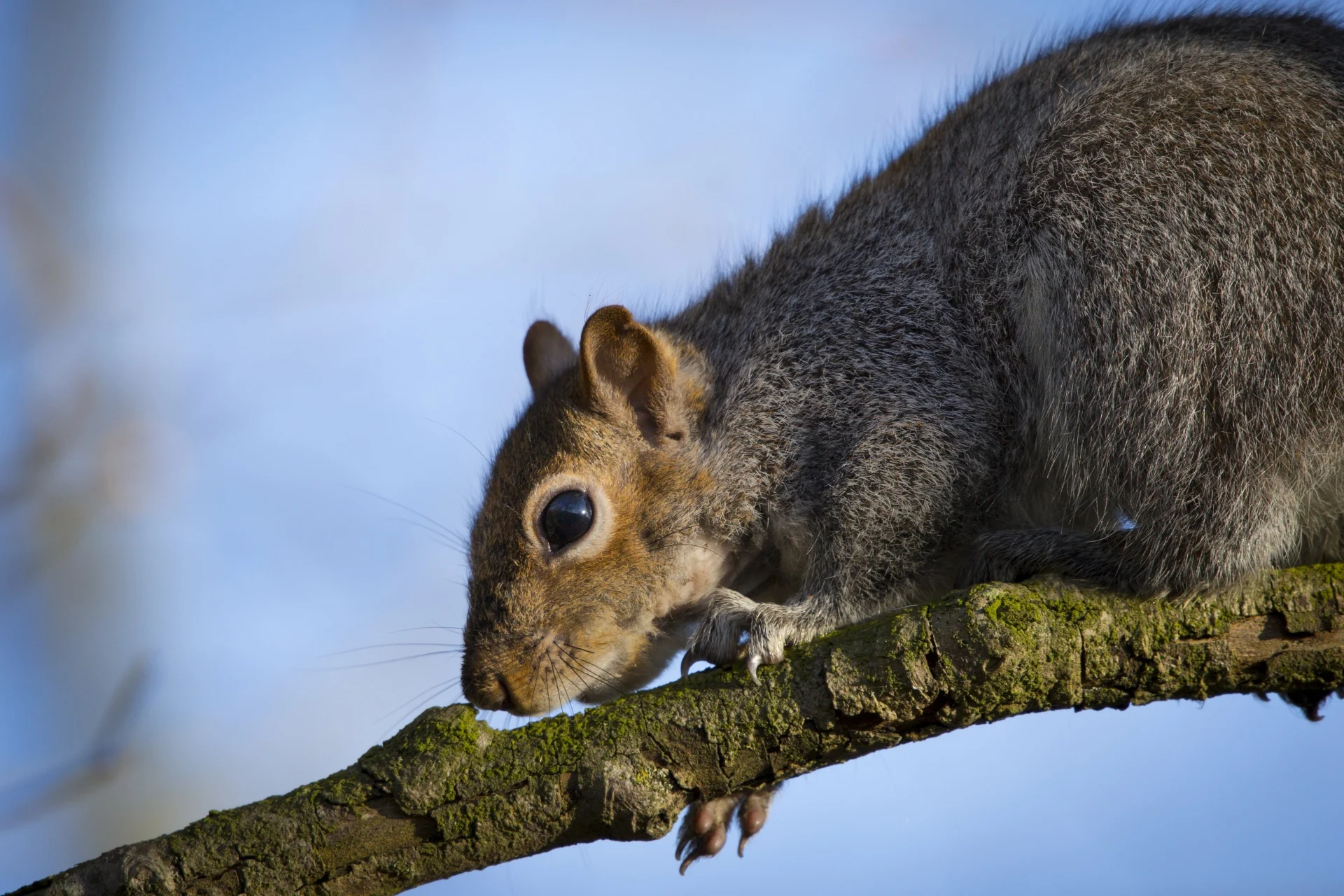 grey-squirrelsciurus-carolinensis-1517496528wzr