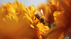 Les trucs ultimes pour éviter les piqûres d'abeilles, les voici