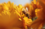 Les trucs ultimes pour éviter les piqûres d'abeilles, les voici