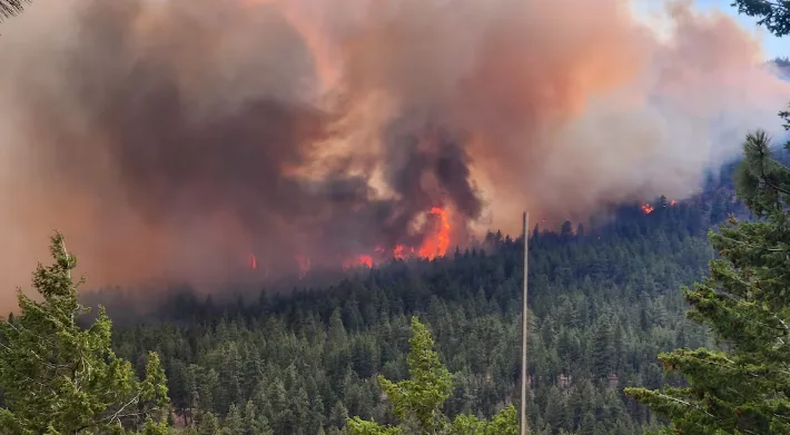CBC: Flames are pictured engulfing a tree in a forest, part of the Bald Range wildfire, on Aug. 10, 2026. (B.C. Wildfire Service)